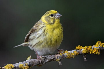 European serin (Serinus serinus)