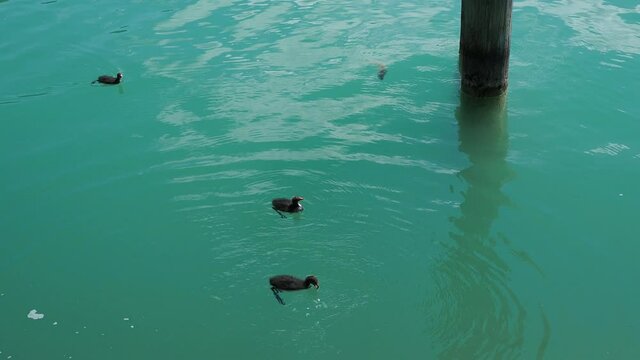 (Fulica atra) Foulques macroules, adulte et jeunes flottant et plongeant se nourrissant de v&eacute;g&eacute;tations aquatiques