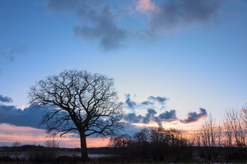 Eiche im Winter, Textfreiraum oben