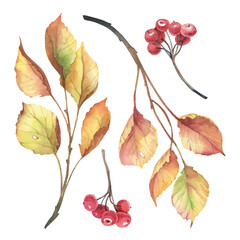 Watercolor illustration. Set of autumn leaves, rowan berry. - 470930808