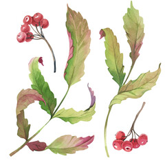 Watercolor illustration. Set of autumn leaves, rowan berry. - 470930814