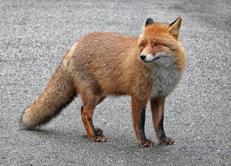 Wild fox in the outdoors