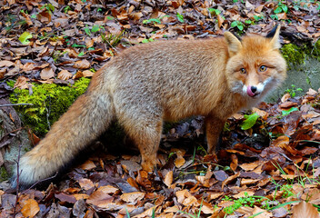 Wild fox in natural habitat of Retezat National Park, Romania, Europe