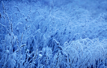 Texture of ice crystals of ice on dry grass in the early morning