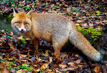 Portrait of a red fox (Vulpes vulpes) in the outdoors 