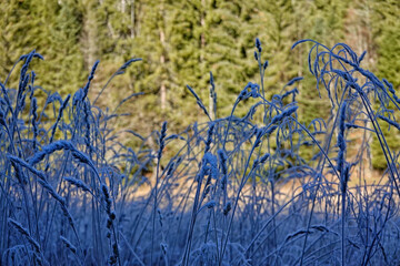 Grass covered with ice in winter time 