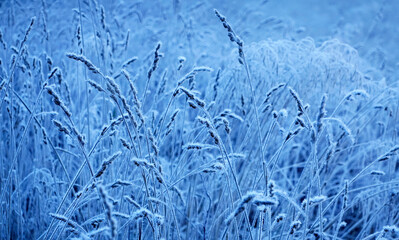 Grass covered with ice in winter time 