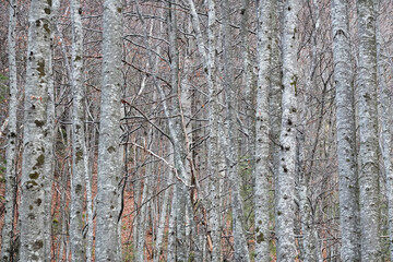Autumn colors in forest with yellow and red leaves on trees. Landscape in mountain with colorful forests. Beautiful autumn foliage in nature.
