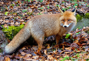 Wild fox in the outdoors