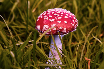 Fly agaric grows in the grass close - up . Inedible mushrooms . Toadstool in the forest .