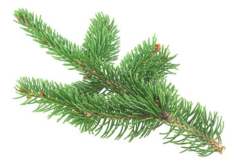 Front view of green fir tree spruce branch with needles isolated on a white background - obrazy, fototapety, plakaty
