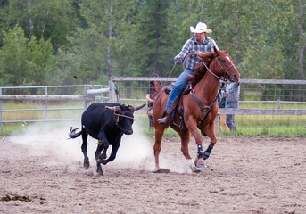 Cowboy roping a cow 
