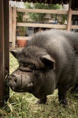 Cerdo en granja