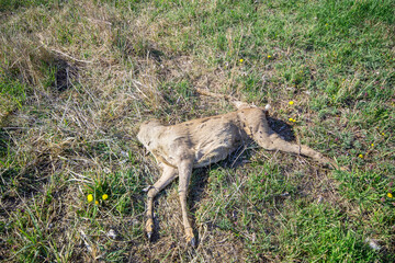 Headless roe deer dead body in the meadow - obrazy, fototapety, plakaty