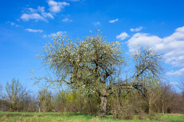 Obraz premium Lonely flowering tree with bare bushes