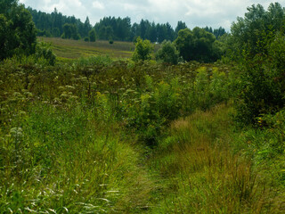 Fototapeta na wymiar dirt road overgrown with grass