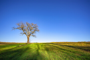 Fototapeta premium Lonely bare tree standing in the meadow
