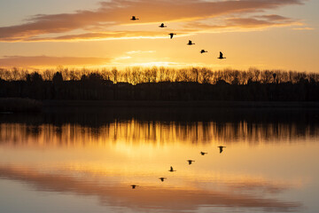 Wild geese fly over the lake at dawn