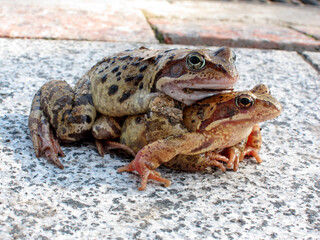 A pair of gray green freshwater frogs
