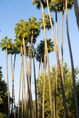 Washingtonia robusta, known by common name as the Mexican fan palm, Mexican washingtonia