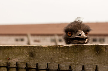 an ostrich with an open beak looks forward, standing behind a fence