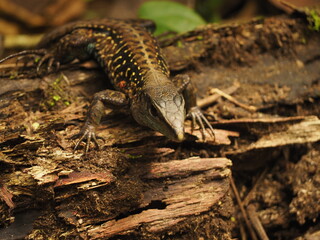 wild iguana in the forest of costa rica