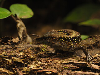 wild iguana in the forest of costa rica