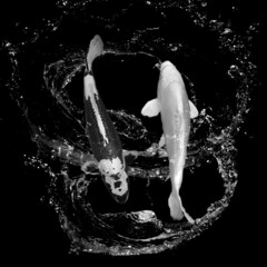 Koi fish fish, koi water animal yin yang