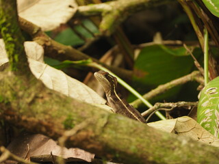wild iguana in the forest of costa rica