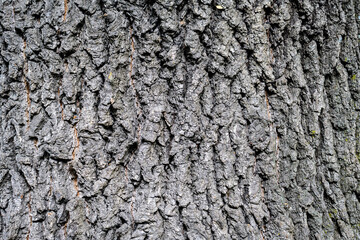 Monochrome natural background of grey textured bark tree in a park in a sunny summer day.