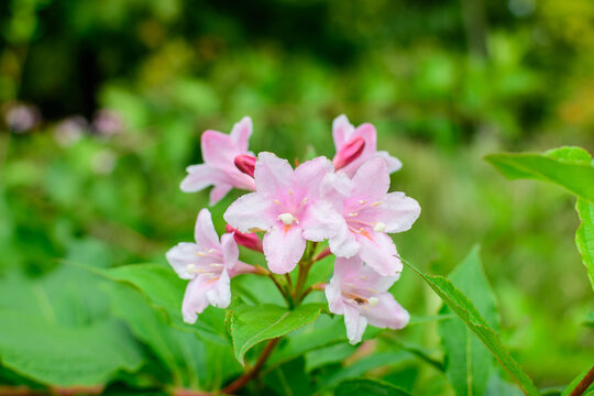 Many light pink flowers of Weigela florida plant with flowers in full bloom in a garden in a sunny spring day, beautiful outdoor floral background photographed with soft focus.