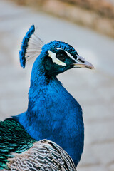 Fototapeta premium Peacock