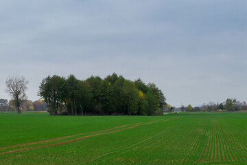 landscape with trees