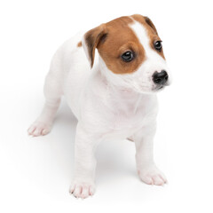 Puppy Jack russell terrier standing isolated on white background.