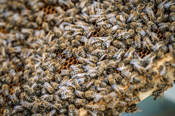 wax frame in bee hive, honey production