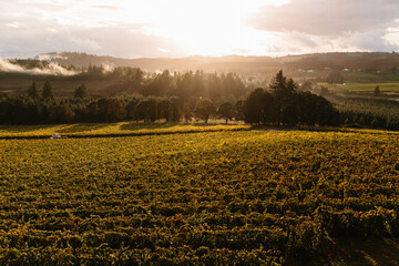 Sunset at Willameth Vineyard in Oregon