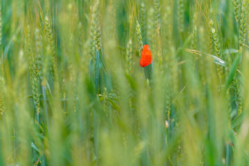 Rainbow between the fields