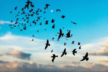 flock of crows flying in the gray sky. Ravens in the dark sky.