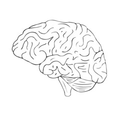 Vector hand drawn doodle sketch brain isolated on white background