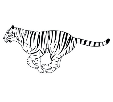 Vector flat hand drawn outline tiger isolated on white background