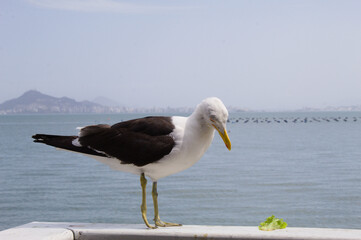 Seagull with the sea and mountains in the background