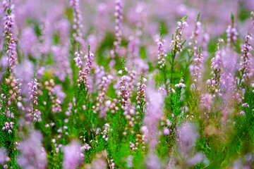 Blooming wild purple common heather in forest