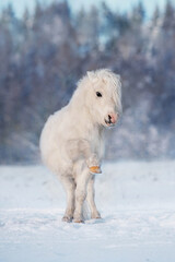 Beautiful white pony playing outdoors in winter
