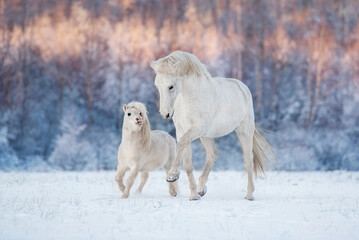 Horse and pony playing together in winter. Two white horses running in winter.