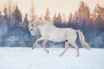 Plakat Beautiful white horse running gallop in the field in winter