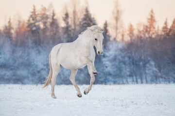Fototapeta na wymiar Beautiful white horse playing in the field in winter