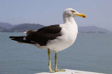 Seagull with the sea and mountains in the background