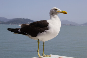 Seagull with the sea and mountains in the background