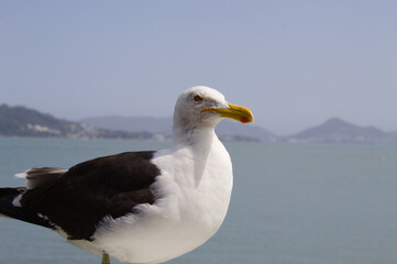 Seagull with the sea and mountains in the background