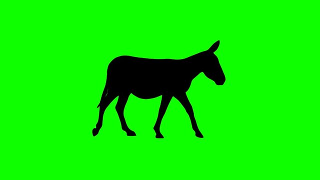 Silhouette of the walking donkey, animation on the green background